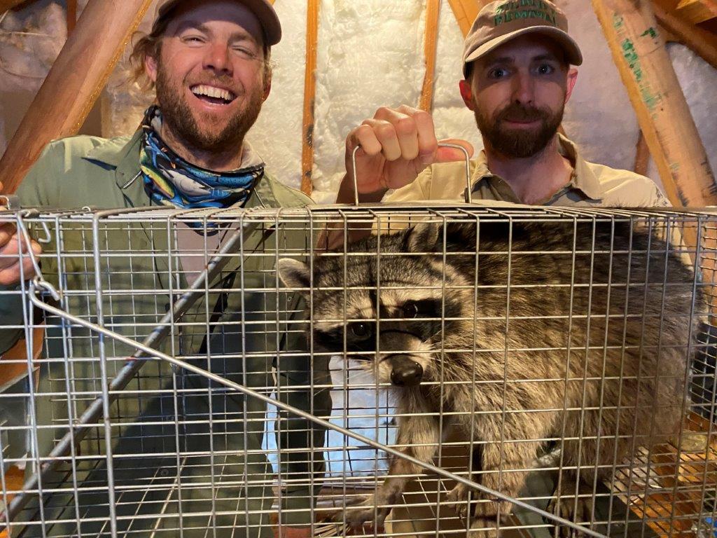 Jacksonville raccoon trapping